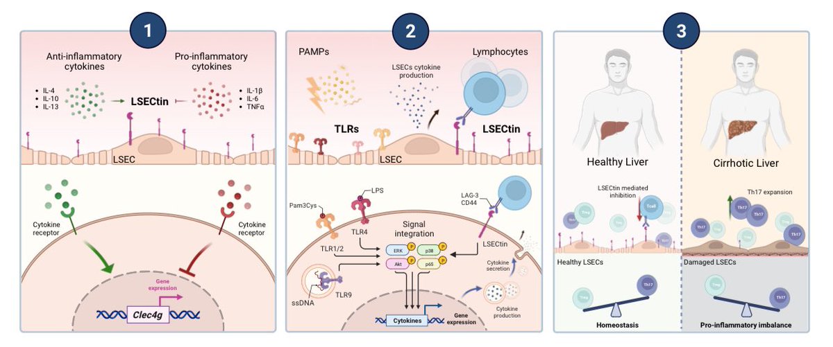 get_ruben's tweet photo. ✅ Loss of LSECtin in the hepatic sinusoid favours Th proinflammatory enrichment in the liver of cirrhotic patients 😰
✅ But good news, LSECtin expression can be modulated experimentally 😅 so..
✅ LSECtin retrieval studies ahead 🧬

https://t.co/jrB58XtXjR @LiverInt #OpenAccess https://t.co/QtodAzPGUZ
