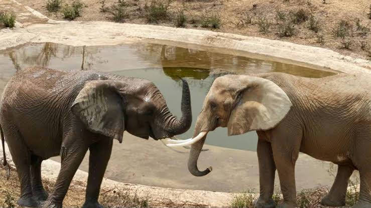 Este post solo lo comparten quienes apoyan la idea de que <a href="/AfricamSafari/">Africam Safari</a> les brinde un nuevo y feliz hogar a la elefanta Ely &amp; Gipsy 🐘🐘🙌 #SalvemosAEly