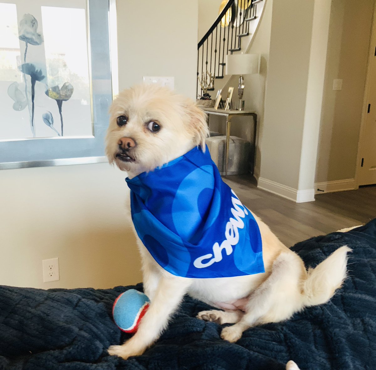 julsbrown13's tweet photo. Thank you, @Chewy!! https://t.co/ghb0hswhZ4