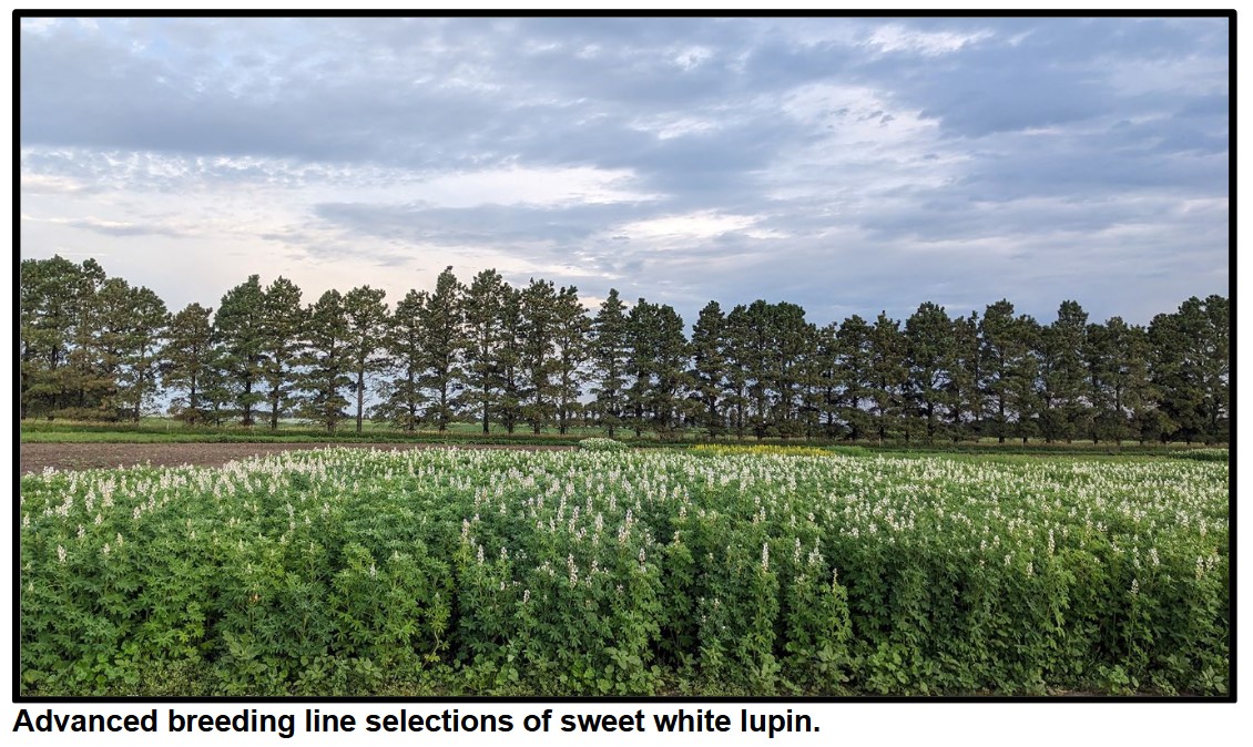 Interested in learning more about sweet white lupin? Check out this article from @agronomizeNDSU pulsecropsipm.org/progress-updat…
