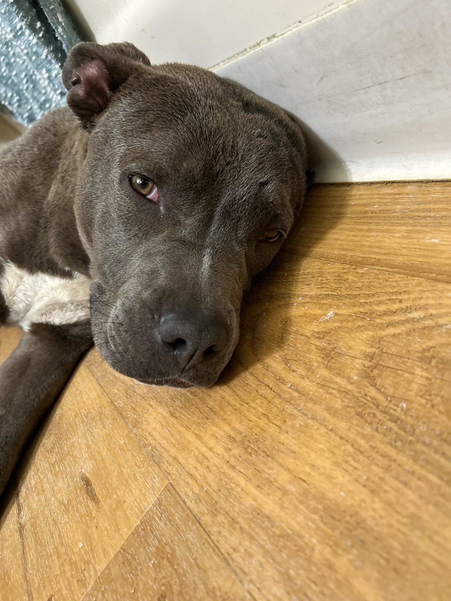 Quasimodo1087's tweet photo. Not cannabis related but in other news 
I was out walking my dogs the other night and I was greeted by this poor little guy that had some nasty wounds but no worries for he’s in good hands and healing up nicely (all pics are from about 4 days ago) https://t.co/xrIIUVLk2j