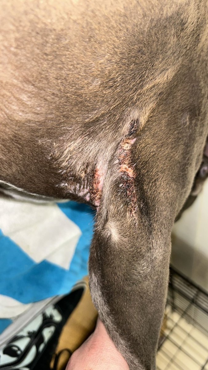 Quasimodo1087's tweet photo. Not cannabis related but in other news 
I was out walking my dogs the other night and I was greeted by this poor little guy that had some nasty wounds but no worries for he’s in good hands and healing up nicely (all pics are from about 4 days ago) https://t.co/xrIIUVLk2j