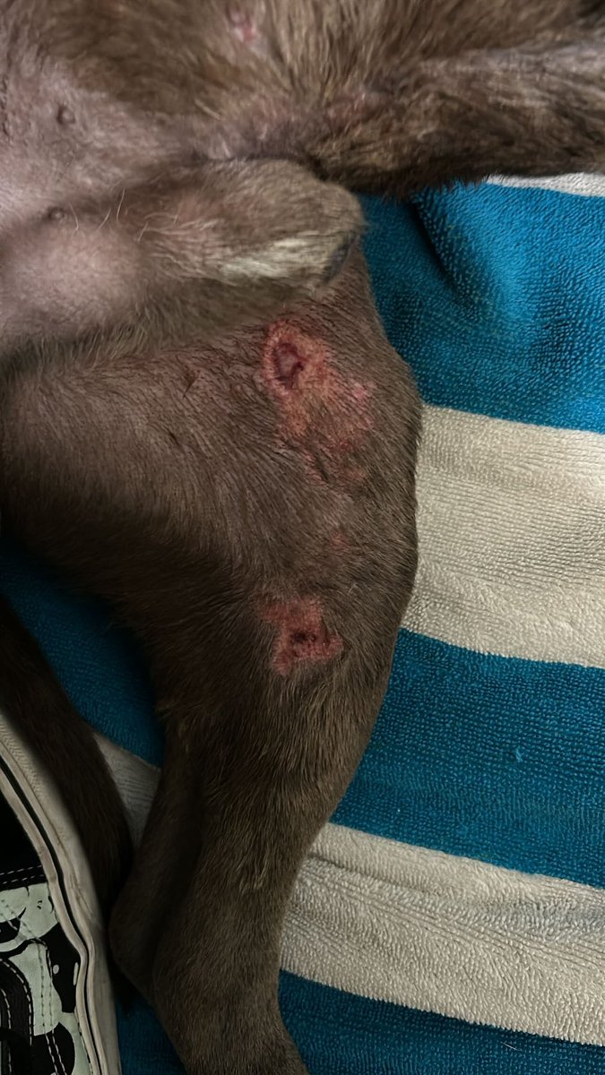 Quasimodo1087's tweet photo. Not cannabis related but in other news 
I was out walking my dogs the other night and I was greeted by this poor little guy that had some nasty wounds but no worries for he’s in good hands and healing up nicely (all pics are from about 4 days ago) https://t.co/xrIIUVLk2j
