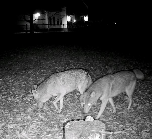 Pair of coyotes out back caught on the trail cam