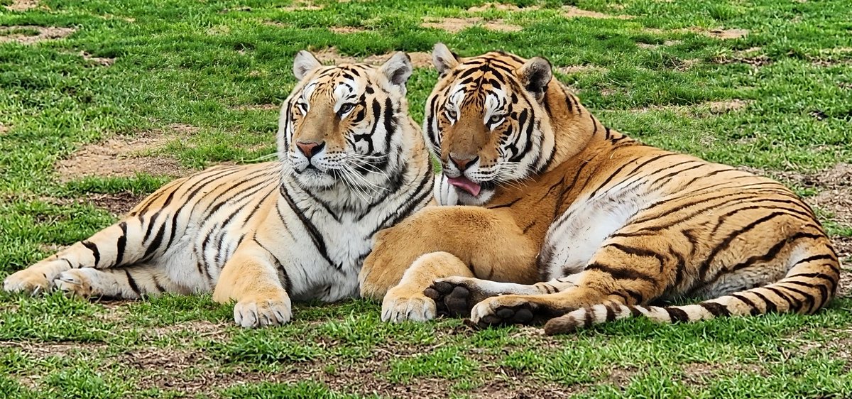 Khan looks like he's whispering to Fred about 'that mf who's been talking shit'
