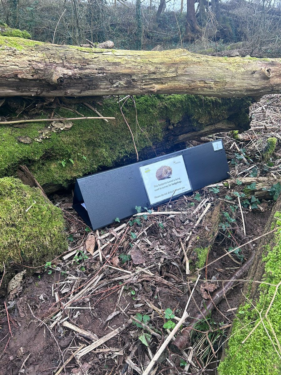 Mitchell Rees tweet media