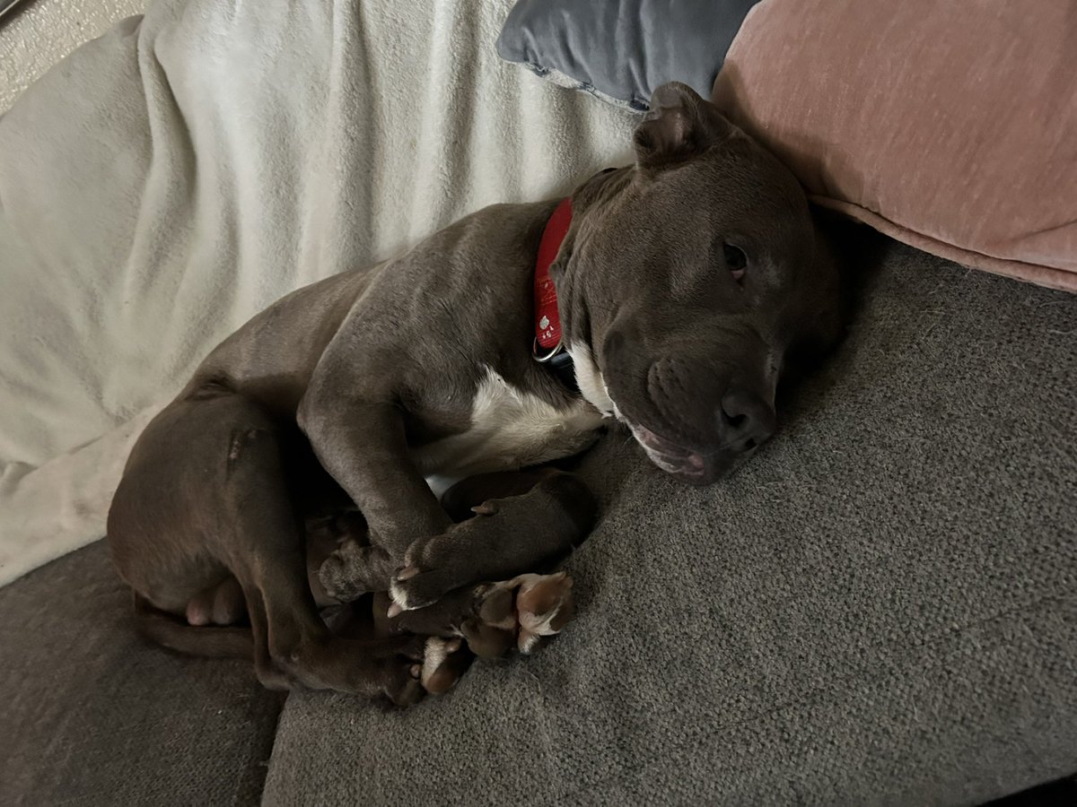 The household has named him Moe, he’s no more than a year old I’d say and he’s potty trained, dog friendly, and just a sweetheart of a dog; it’s a shame ppl abuse these guys 
(Check last post for details)

#rescue #AnimalAbuse #DontShopAdopt 
#straydog #pitbull #AnimalLovers