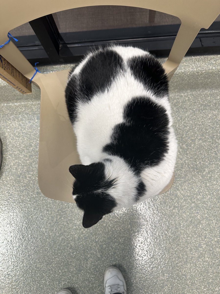 HoustonSPCA's tweet photo. Meet Zorro, a loving four-year-old cat in search of a new home. Despite his visual impairments, Zorro is a sweet and affectionate companion. If you're looking to welcome a furry friend into your family, consider giving Zorro a chance. β€οΈπΎ #AdoptionHighlight https://t.co/Z6GVAM9o1a