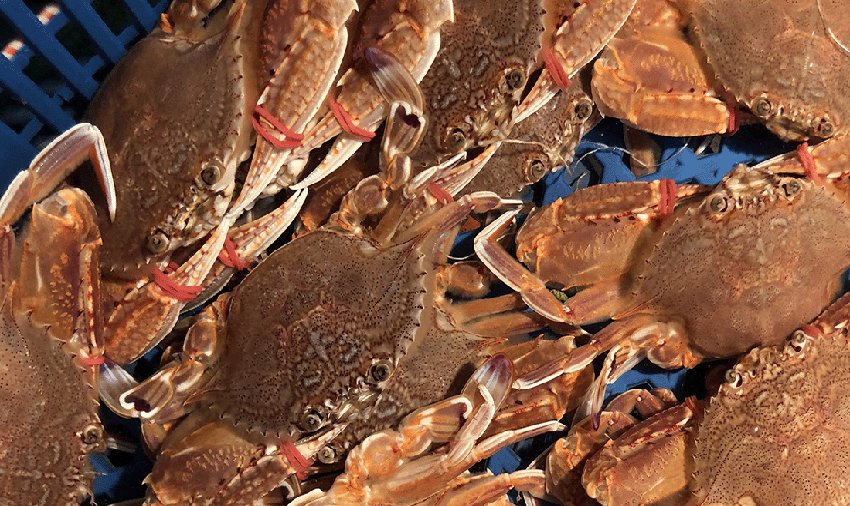 Ocean Outcomes has been selected by the <a href="/NFImedia/">National Fisheries Institute</a>  Crab Council as their Sustainability Envoy!

For the full announcement 👉bit.ly/495cGwK