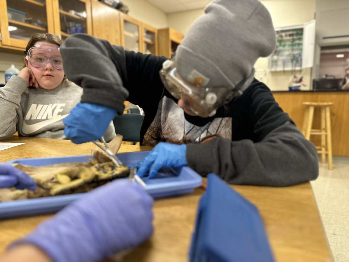7th grade students in Mrs. McClelland’s and Mrs. McDavid’s science class are dissecting frogs!!!🐸 @BoydCoSuper @BCPSdistrict @BCMS_Principal