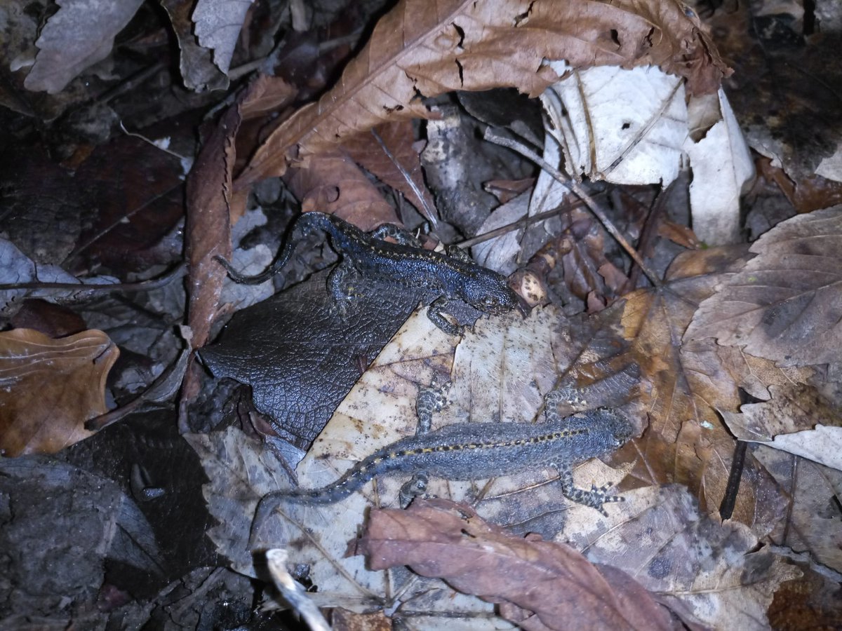 Die Amphibienwanderung hat bereits eingesetzt. So konnten z.B. in Mönchengladbach bereits fast 1.200 Amphibien am Amphibienschutzzaun eingesammelt und damit vor dem Verkehrstod gerettet werden