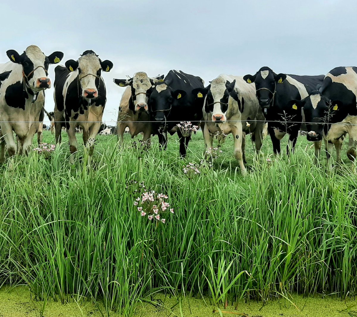 Anita van Leyden tweet media