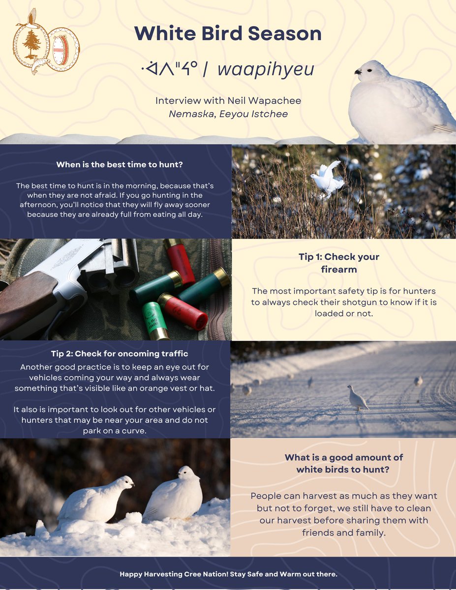 ᐧᐋᐱᐦᔦᐤ | waapihyeu season - Interview with Neil Wapachee of Nemaska, Eeyou Istchee 

It is White Bird season in the Cree Nation and community members are reporting a healthy amount of birds around the communities and on the roads this year.