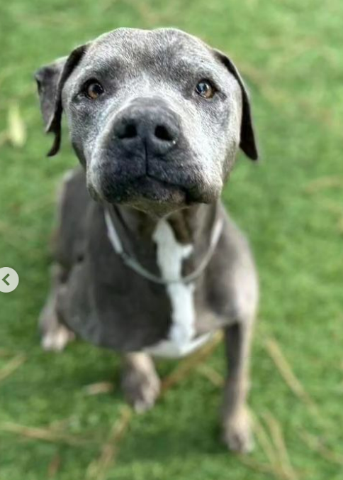 mapleveewesem's tweet photo. 💔🆘💔 Mellow 10 yo granny CLEO really needs to leave Downey #California ACC ASAP so she can recover from the kennel cough super bug she has. She's a slim 48 lb pibble mix & can be adopted or fostered 4 rescue. Plz reply ⬇️ if you can help 🙏 info ⬇️ #A5602109 https://t.co/x3c8fQABtX