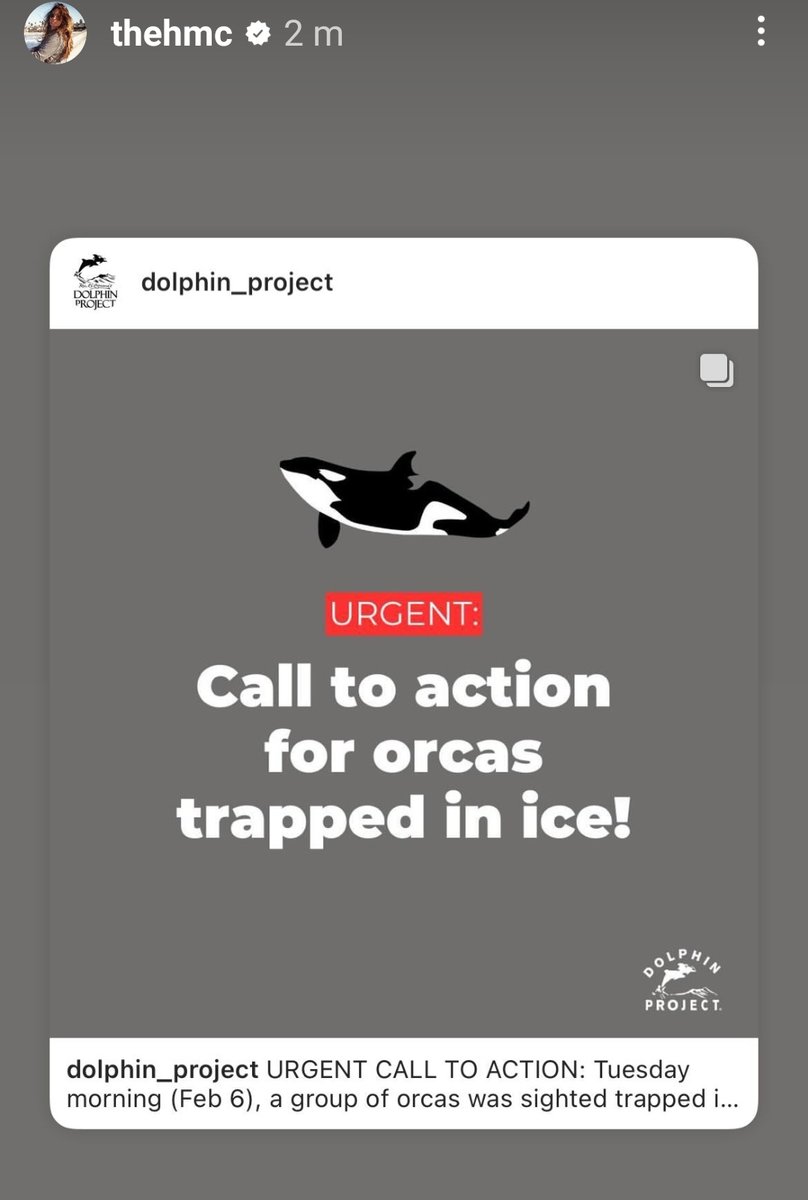 #Orcas #DolphinProject