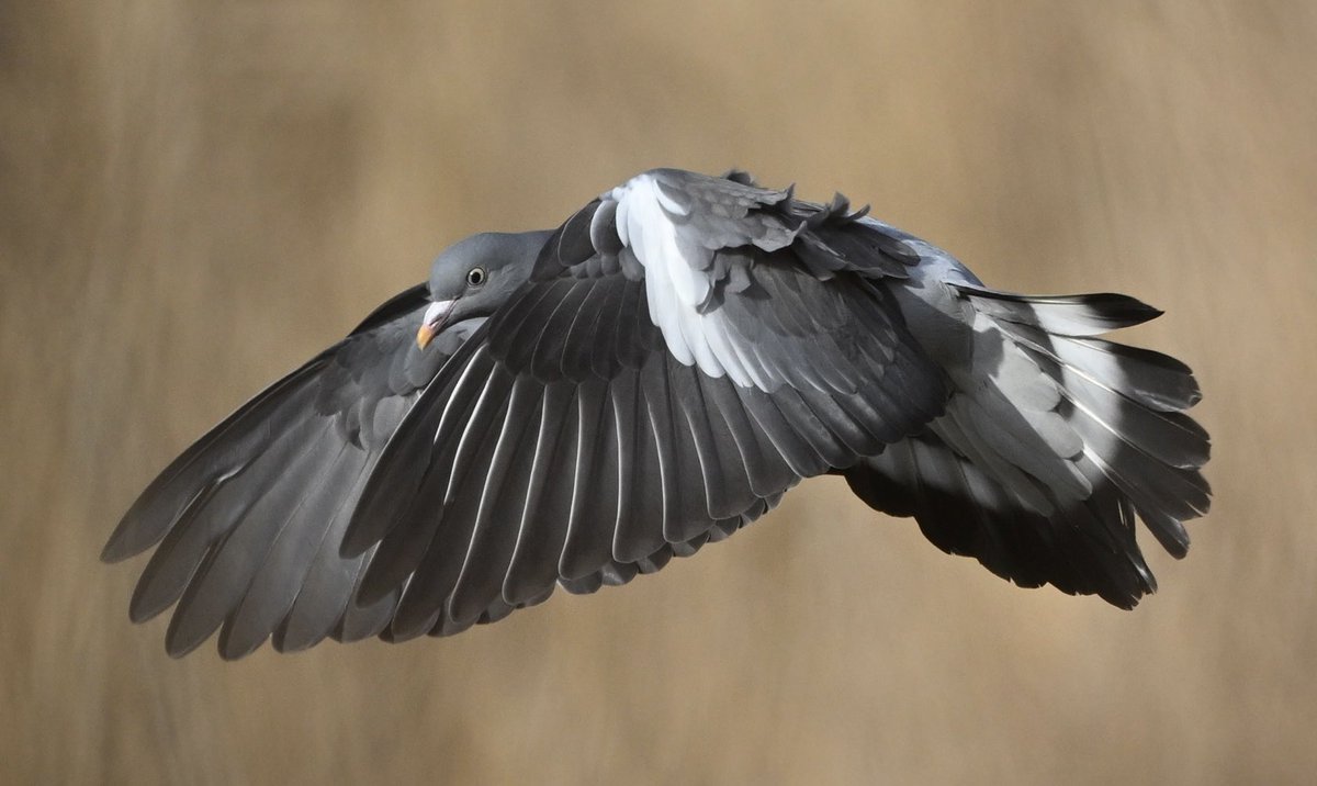 Tudó (Columba palumbus)
#columbapalumbus #columba_palumbus #tudó #commonwoodpigeon #common_wood_pigeon #palomatorcaz #paloma_torcaz
20240126 Sant Gregori.