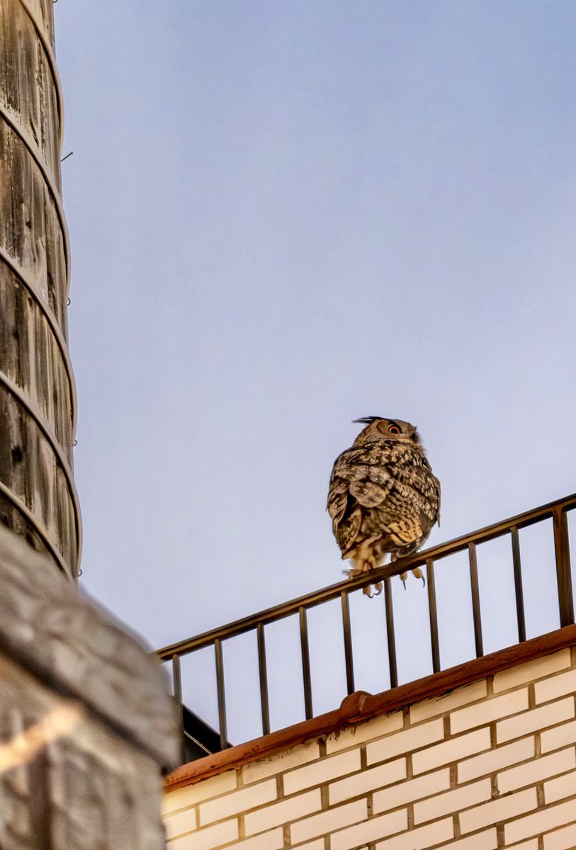 Paul Beiboer tweet media