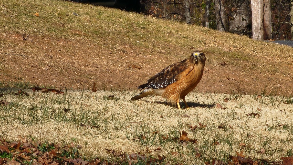 tspedramon's tweet photo. I saw this beautiful guy on my lawn when I got home from church on Sunday.
#redshoulderedhawk #red #shouldered #hawk #home #lawn #church #Sunday #Virginia #nature #raptor #wildlife #eatingwoms #photography #bird #birb #gaze #hungry #wings #feathers https://t.co/fWcxO3ogkh