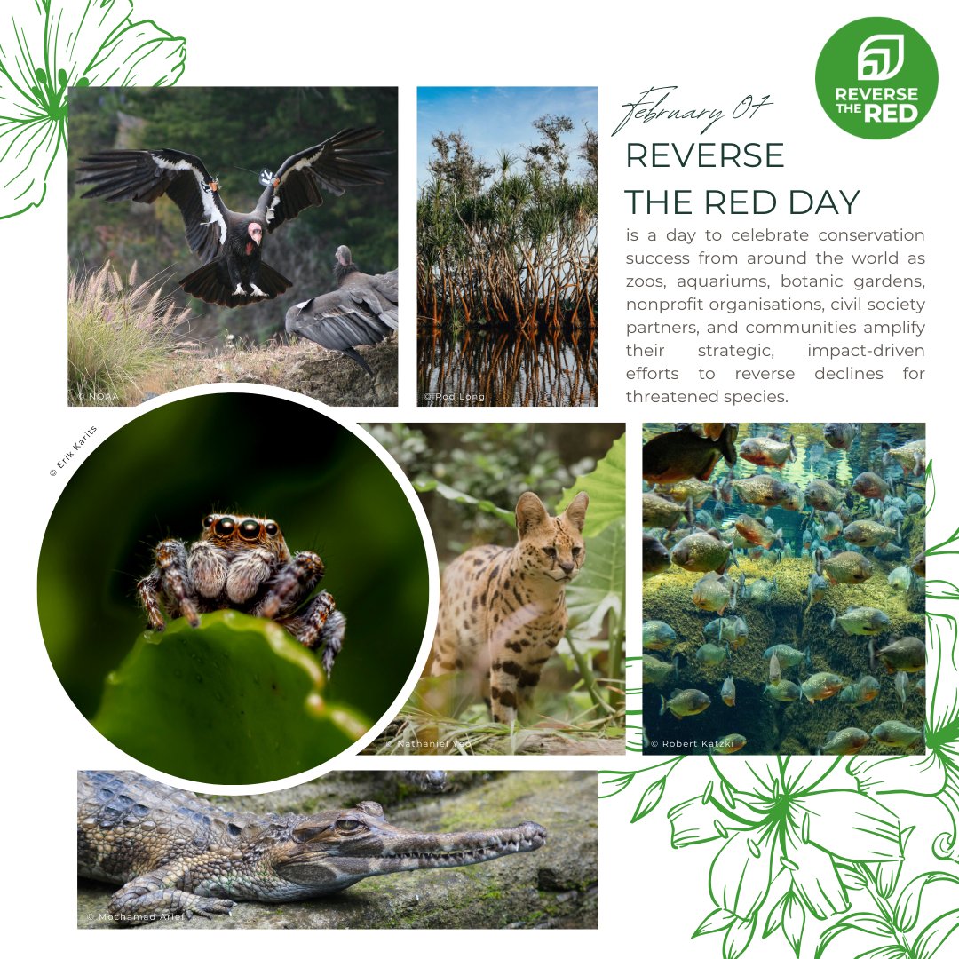 ReversetheRed1's tweet image. February 7 is #ReverseTheRedDay- a day to celebrate conservation success from around the world as zoos, aquariums, botanic gardens, organisations, specialist groups, civil society partners, and communities amplify their strategic, impact-driven efforts to reverse declines