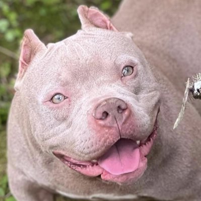 ThatNiggaRahRah's tweet photo. #NewProfilePic https://t.co/up2dDcgazD