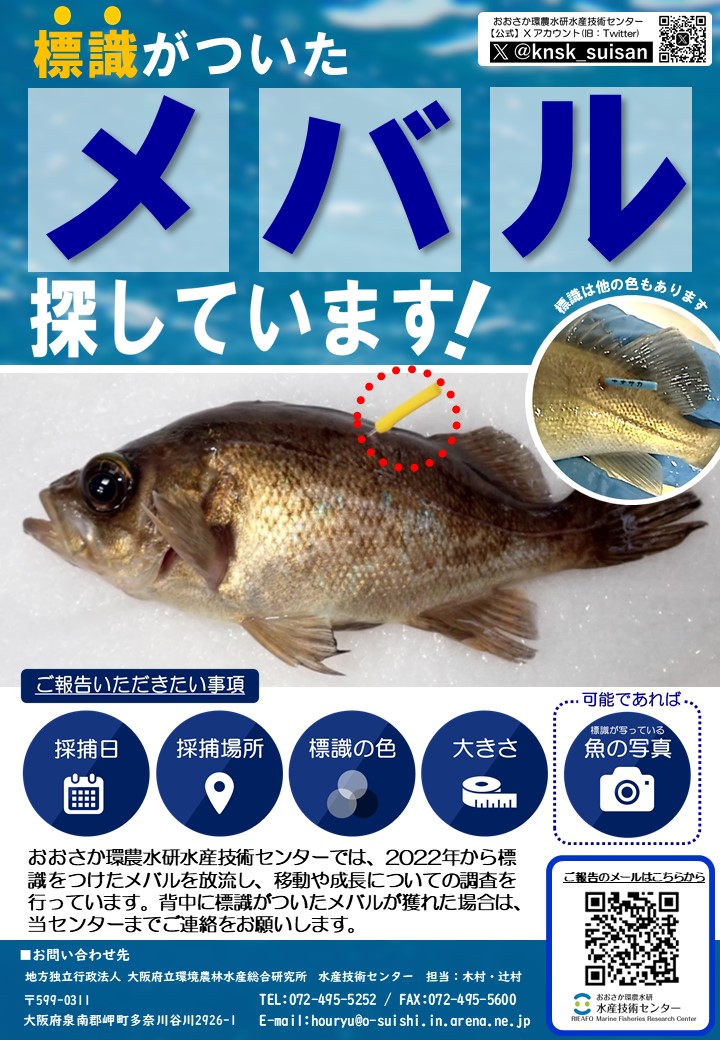 釣り人の皆さまにお願い】 #水産技術センター では #大阪湾 の #メバル