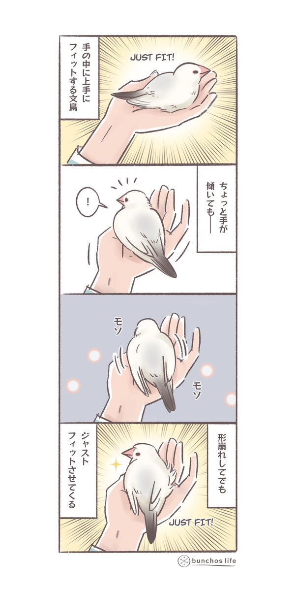 手が傾いていてもジャストフィットしてくる文鳥
#文鳥 
#4コマ漫画 
