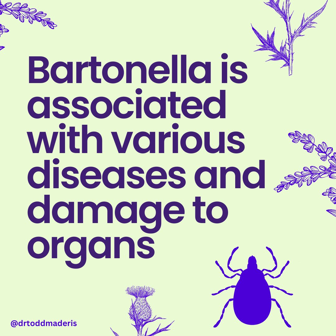 dr_todd's tweet photo. Bartonella is associated with various diseases and damage to organs

A few years ago, I attended a small conference about Bartonella's role in autoimmune conditions. A rheumatologist spoke about his unique experience with the various autoimmune conditions a rheumatologist treats and the association with a #Bartonella infection.

One of the challenges in medicine is distinguishing between causation and correlation. When treating someone with an autoimmune condition, I often say, “The body does not start attacking itself without a cause.” Ultimately, if an infection such as Bartonella is discovered in someone with an autoimmune condition, does treating the infection resolve the autoimmune condition?

Below are the various autoimmune conditions and organ damage associated with Bartonellosis.

1. Skin
• Stretch marks
• Livedo reticularis (lacelike pattern)
• Hives
• Small blood vessel leak under skin
• Erythema nodosum (red, tender bumps on shins)
• Erythema multiform
• Vitiligo
• Granulomatous reactions (collection of blood vessels)

2. Neurological
• Peripheral neuropathy
• Tourette syndrome
• Lambert-Eaton syndrome
• #Multiplesclerosis
• #GuillainBarre
• #Transversemyelitis
• #Epilepsy
• Autoimmune #dysautonomia

3. Psychiatric
• Anxiety
• #Insomnia
• #ADHD
• Delayed auditory signal processing disorder

4. Endocrine
• #Autoimmunethyroid
• Low testosterone
• Elevated sex hormone binding globulin (SHBG)
• #PCOS
• Type I diabetes

5. Cardiovascular
• #POTS
• Coronary artery disease
• Recurrent myocarditis
• Transient myocardial hypertrophy
• #Endocarditis
• Arrhythmia

6. Gastrointestinal
• Delayed gastric emptying
• Partial and complete gastroparesis
• Sclerosing cholangitis
• Autoimmune hepatitis
• Liver hemangiomas
• Liver granulomas
• Autoimmune pancreatitis and hepatitis

7. Gynecology
• PCOS
• #Endometriosis
• Infertility
• Erectile dysfunction
• Interstitial cystitis

8. Rheumatology
• #Sjogrens disease
• #Hypermobility
• Tendinopathies
• Calcium phosphate deposition disease

Read more about Bartonella: https://t.co/VlVsVcMe9l