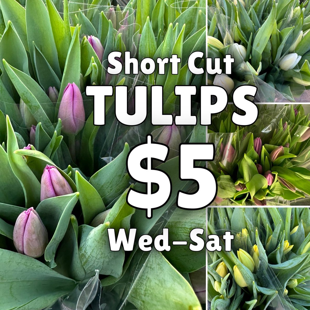 Now open an extra day!
Wednesday to Saturday 10-5