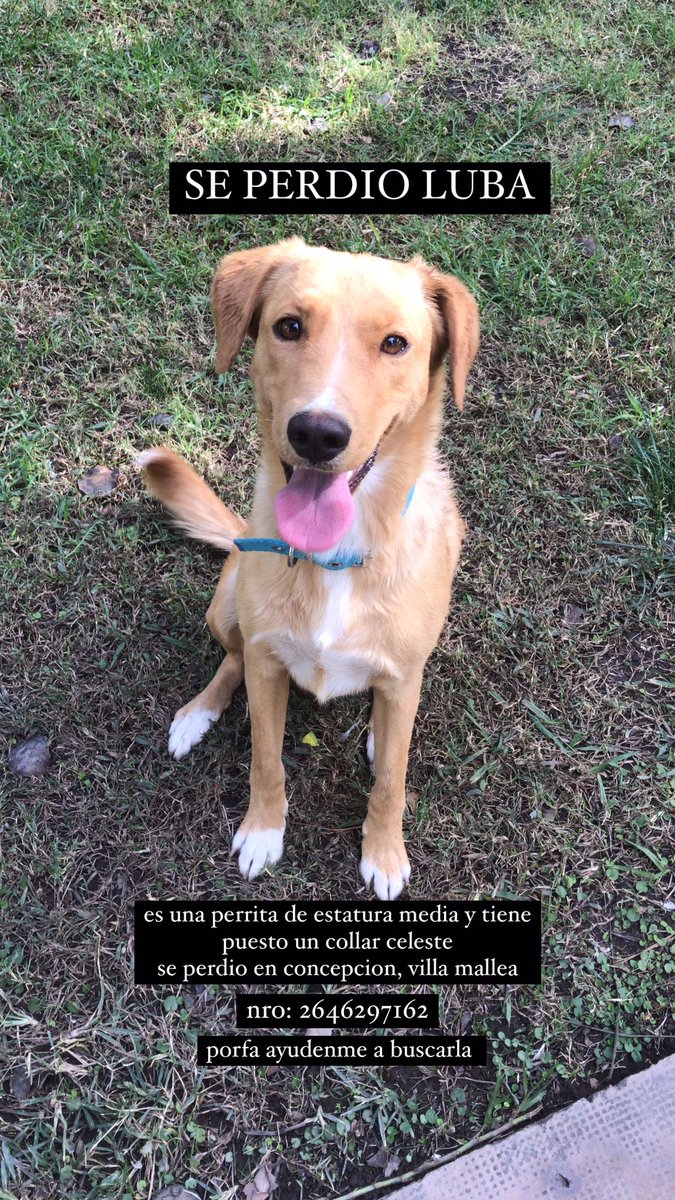 holaa, ayudenme a buscar a mi perrita, desde la tarde q no aparece