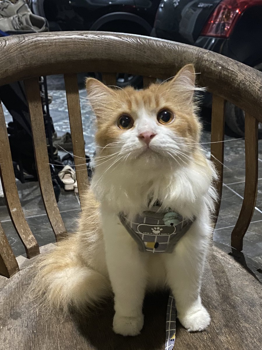 mokodud's tweet photo. As I no longer feel safe &amp; comfortable being here on Twitter, I’ve decided to leave for good/permanently. Thank you for the past 2.5 years loving Moko, Nue, and Gigi; means the world to me🥹🫶🏻 &amp; sorry for this sudden sad notice. https://t.co/hzQKEOSHiF