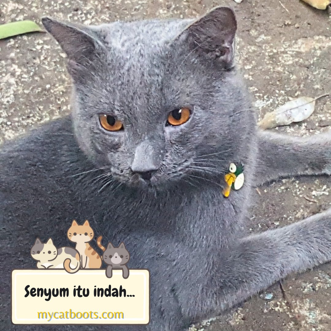 BootMycat's tweet photo. Blui, muka kamu itu loh... βΊοΈβΊοΈβΊοΈ
.
.
.
#mycatboots #mycatbootsblog #kucingsultan #kucingsultantersayang #kucing #cat https://t.co/rm2ClDltk6