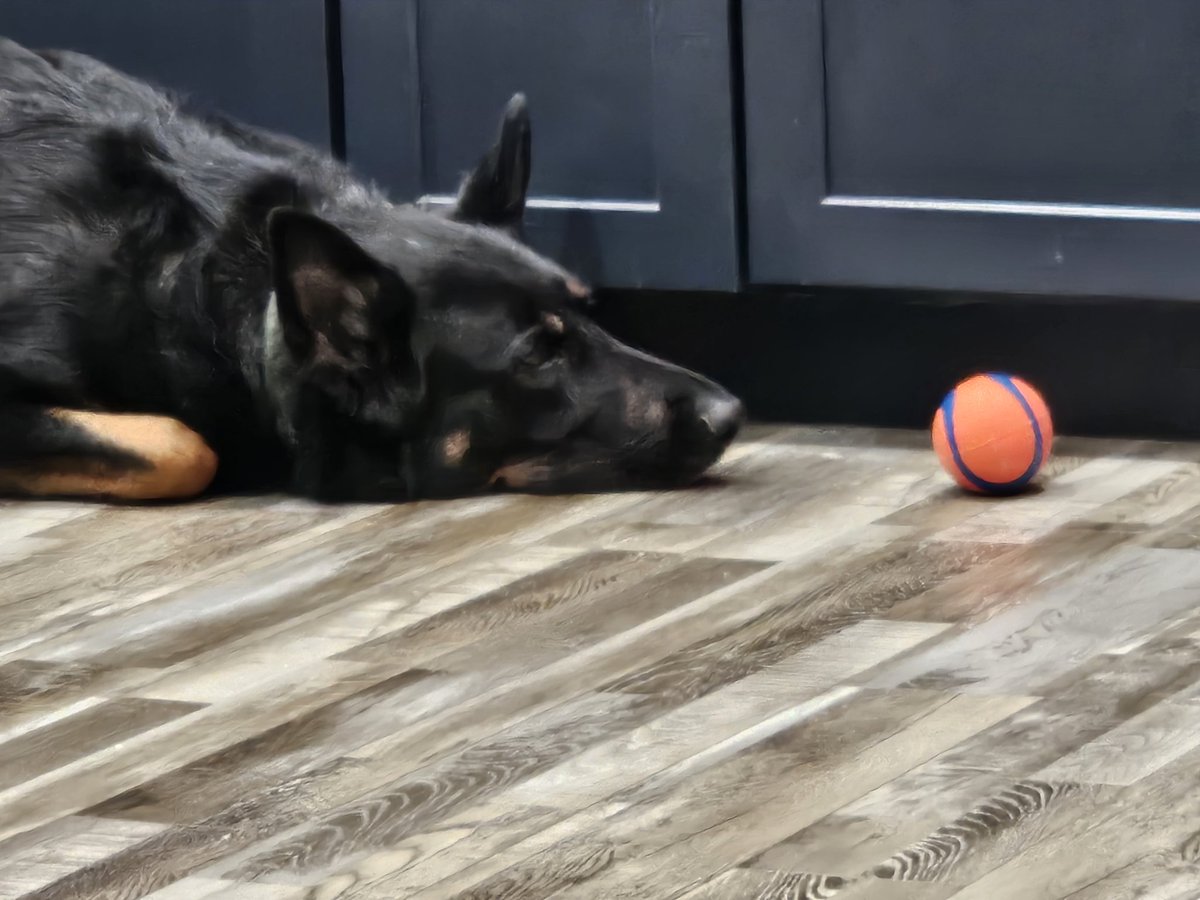 Ball is life #gsddogs #somebodythrowit