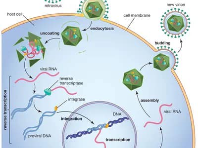 “Endogenous, non-telomeric Reverse Transcriptase (RT) is encoded by two classes of repeated genomic elements, retrotransposons and endogenous retroviruses, and is an essential component of the retrotransposition machinery of both types of elements. Expression of RT-coding genes…