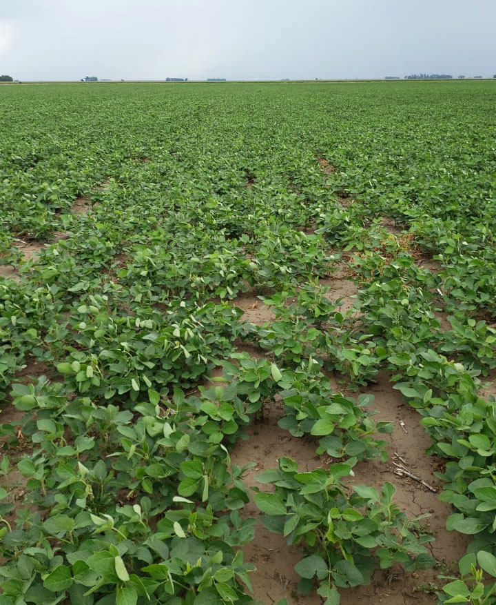 Campaña gruesa: la esperanza es lo último que se seca
👇🧐🌱
campo.lavozdelpueblo.com.ar/2024/02/06/la-…