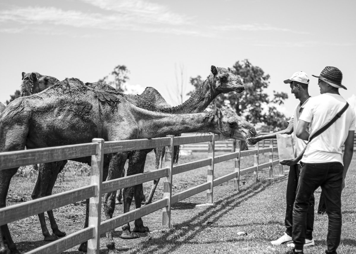 SSI_tweets's tweet image. The YTS team in QLD organized a trip to Summer Land Camels for youth, capturing moments with Jacob&apos;s passion! From Myanmar to Malaysia, his lens connects people from all walks of life. &quot;Immortalizing moments in their purest form.&quot;  #YouthPhotography #CommunityBonding