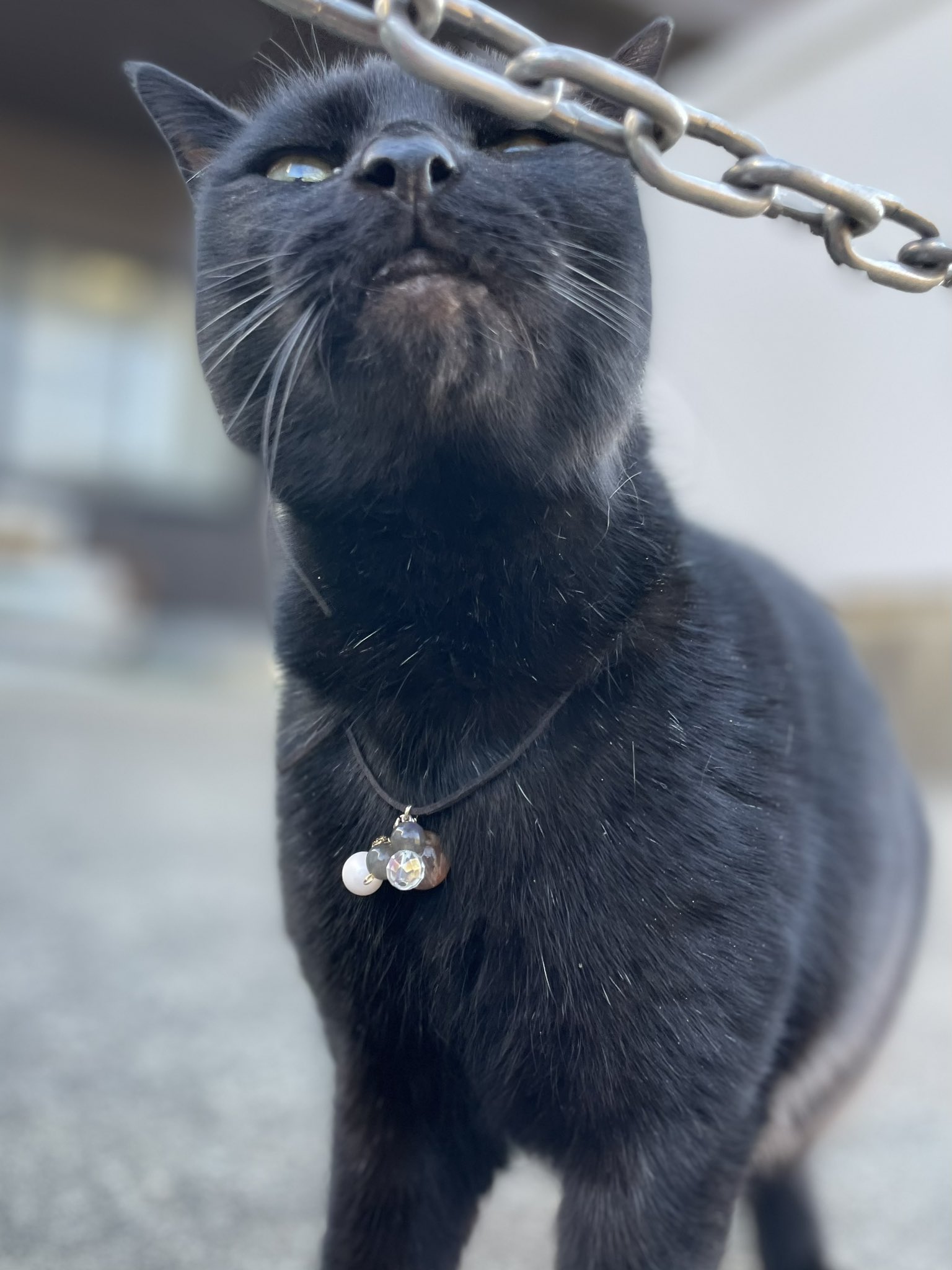 尾道市立美術館 в X: „時をかける猫猫 801 