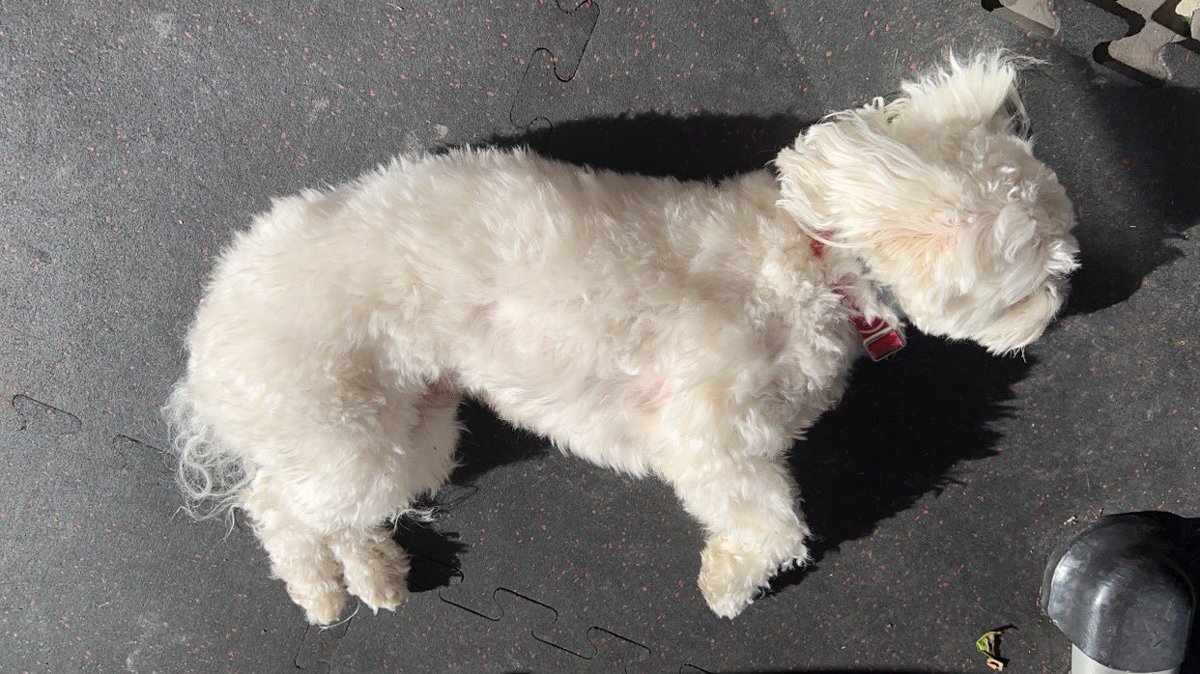moniqiey's tweet photo. Feeling grateful to be sunbathing after days of rain. #life_of_luckypooh #workingonmytan #californiaweather #calmafterthestorm https://t.co/qJ5tiwEYzv