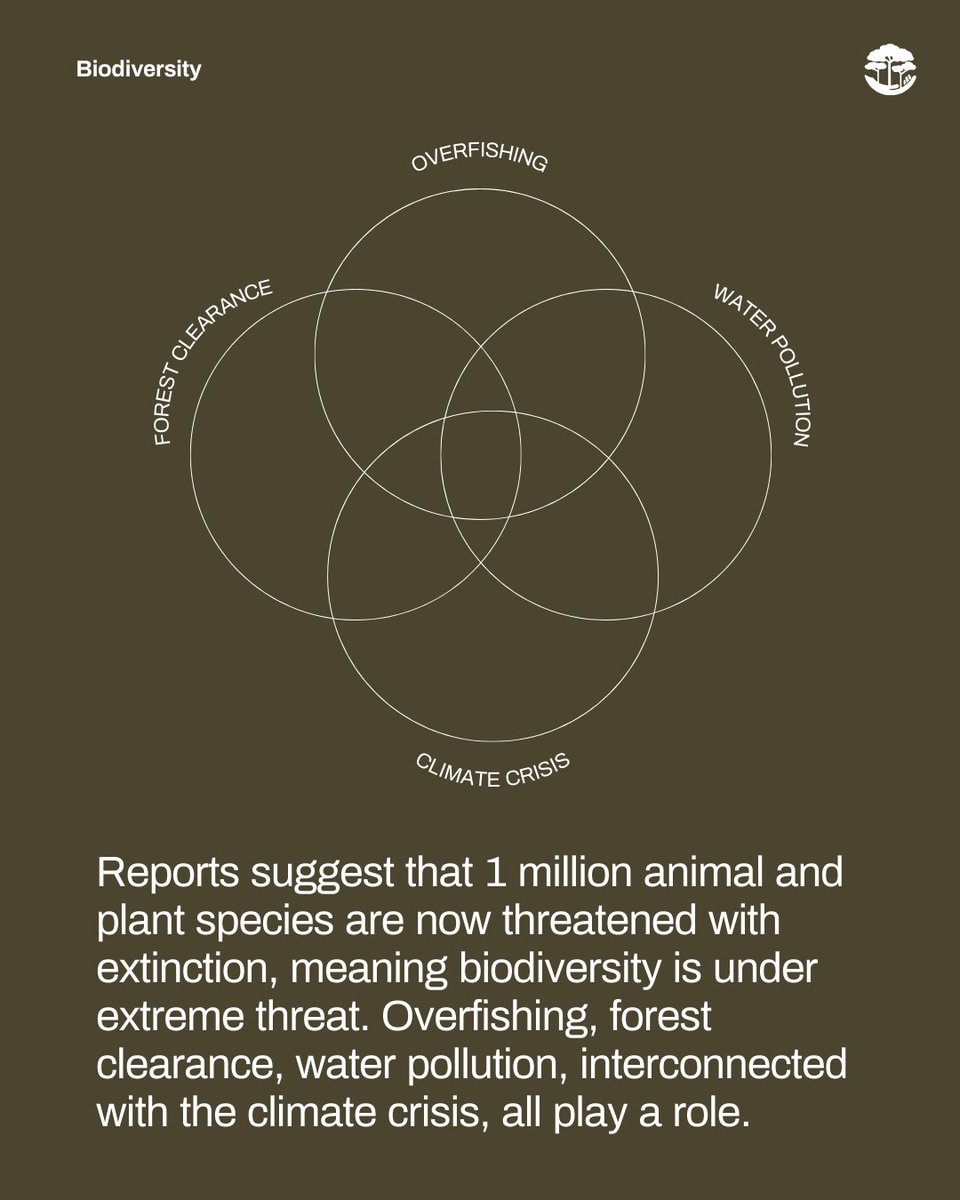 Much of life on Earth remains a mystery, yet to be identified and understood. Only by protecting ecosystems like our oceans and forests can we preserve biodiversity loss, and the future of life on Earth. #biodiversity #lifeonearth #biodiversityloss #ecosystems