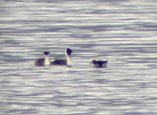 Langooney's tweet photo. @nickbelardes Does it get any more absurd than a pair of Western Grebes trying to make sense of the Manx Shearwater that just landed on their pond in WESTERN MONTANA? https://t.co/W4PI73RzcI