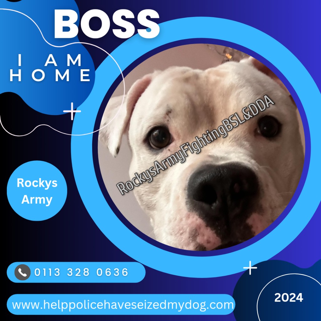 Rockys Army Fighting BSL & DDA tweet media