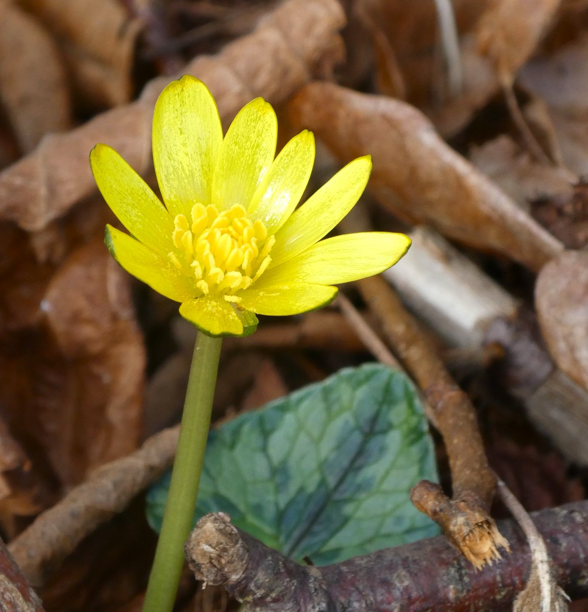 Sunshine in flower form - my first celandine of the year!💛 The flower's name comes from 'chelidonia' (meaning swallow) as its flowering was thought to coincide with the swallow's arrival in the spring💛
