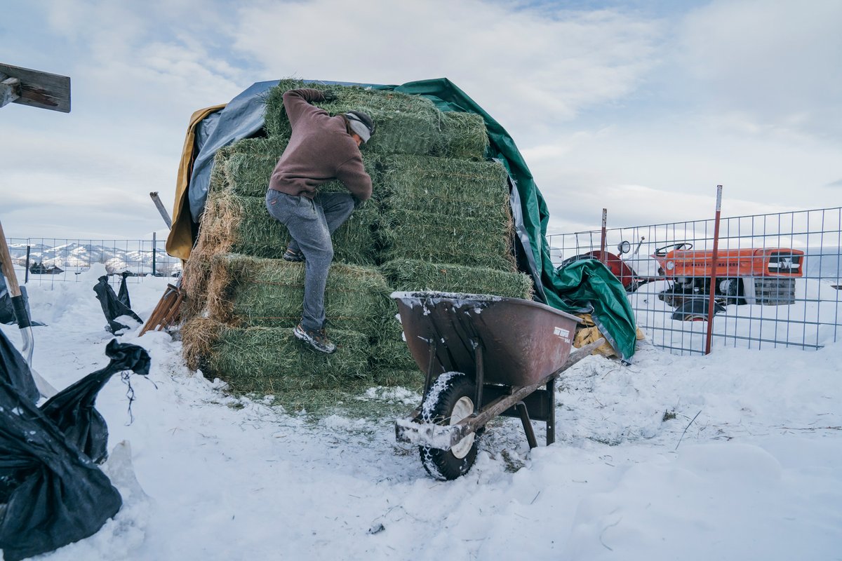 Hay to the chickens, hay to Gold Bug the cow, hay to a whole lotta hay.  
Hay Workwear 👋🏽

Erika Eschholz, Ken Michael and Late Bloomer Ranch get to work on their many daily chores. 
 
Photos: Julie Ellison