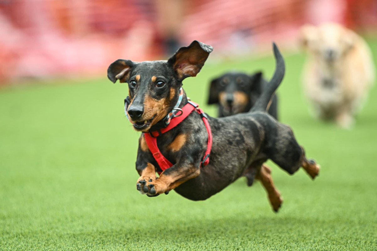 StarkvilleDerby's tweet photo. GIVEAWAY! We’ll be giving away two Wieners’ Circle VIP passes that include food, drinks (21+), and best view of the race, to a lucky person who RTs this tweet and you must be following us! Good luck! https://t.co/Tn66E7kFXh