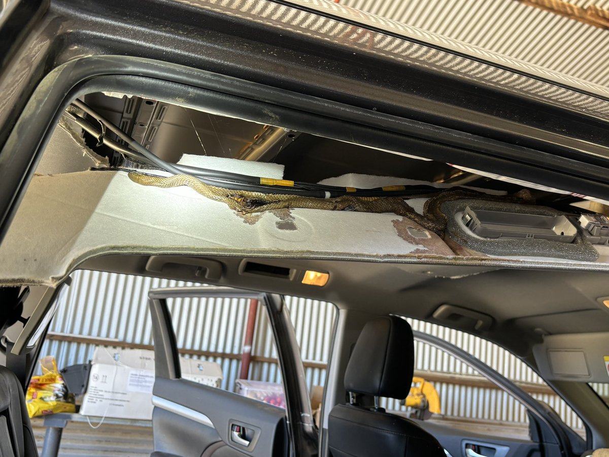 Willera Merinos tweet media