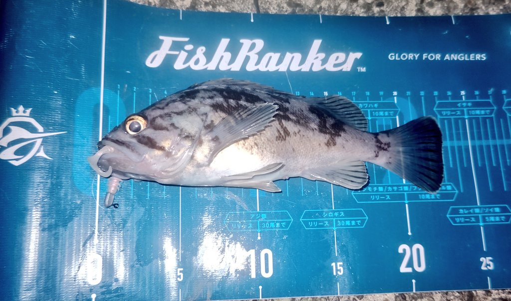 ozaki_garyu's tweet photo. 宮城県遠征　

クロソイ3

メバルとクロソイで釣れる時合完全に分かれてるのね

#PR #OceanRuler #ライズアッパー 1.8g #FIDELITY #Azusa66SL #リングマックス #ランチワーム #ガルプイソメ #タングステンバレットシンカー 3.5g #ワーム325ウルトラライト https://t.co/aLPI2cIL0T