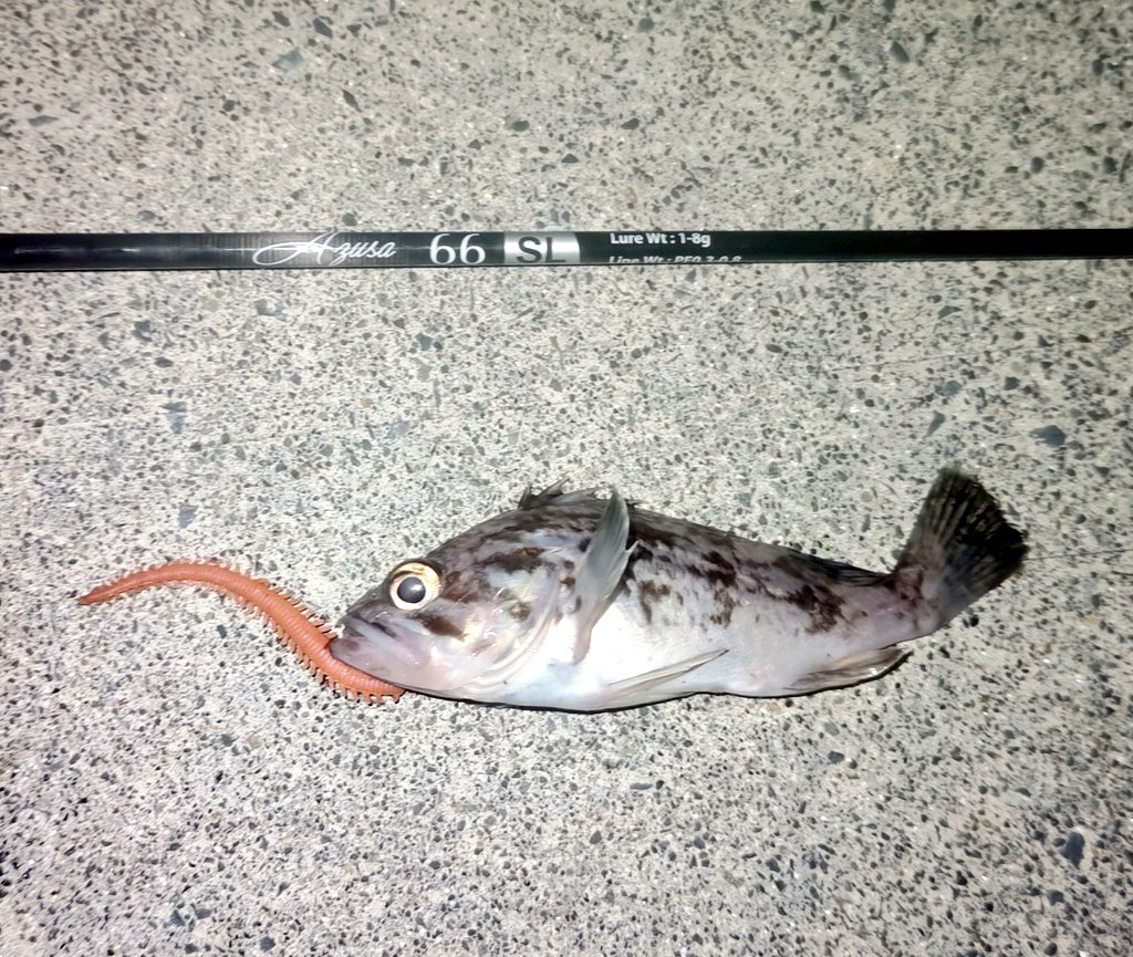 ozaki_garyu's tweet photo. 宮城県遠征　

クロソイ3

メバルとクロソイで釣れる時合完全に分かれてるのね

#PR #OceanRuler #ライズアッパー 1.8g #FIDELITY #Azusa66SL #リングマックス #ランチワーム #ガルプイソメ #タングステンバレットシンカー 3.5g #ワーム325ウルトラライト https://t.co/aLPI2cIL0T