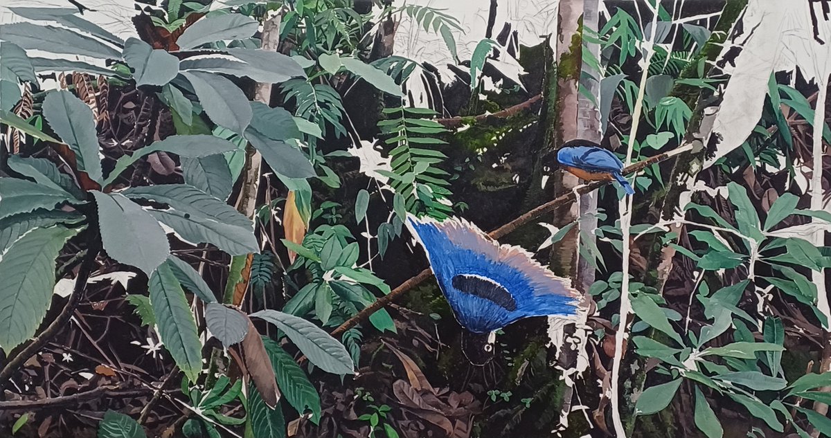 JohnGale8's tweet photo. With my Red Bird of Paradise painting almost finished I've started to block in colour on my Blue BoP design. These are exciting paintings and I really hope I'll achive the results I'm after.

'Displaying Blue Bird of Paradise', Mt Hagen, PNG, June 2023.

Oil on board, 130x68cm. https://t.co/2cV1arEJrX