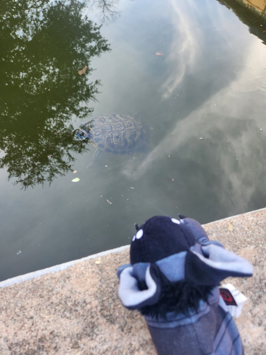 WW92030's tweet photo. Turtle Pond (UT Austin)
#utaustin #utturtlepond #turtlepond #furry #turtle #protogen #plushie #protobean #Austintx #utatx https://t.co/C3APuL4RZQ