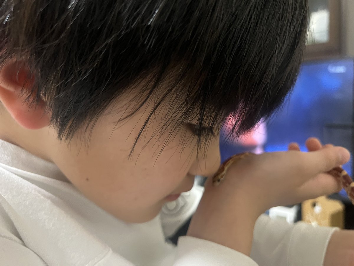 HALTO13906322's tweet photo. おはよう❗️
今日も雨だけど頑張って行ってきます❗️
こんちにも慣れて、可愛さMAX
🐍⸜( ¯⌓¯ )⸝🐍

 #楠陽翔  #くすはると  #HALTO
 #コーンスネーク  #行ってきます
 #パニパニ応援団 https://t.co/nSg3E0apHs