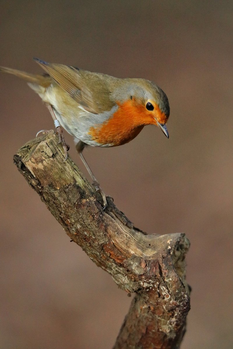 Jellycandy64's tweet photo. @sykesjeff A little obvious but can’t resist a #Robin - love em ❤️ https://t.co/dRDXdfVyje